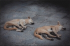 Egyptian dogs